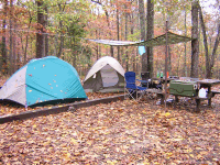leaves everywhere